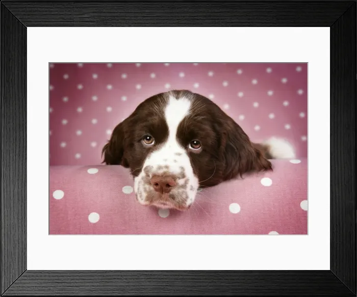 Framed Print : Dog - Springer Spaniel (approx 10 weeks old) with head resting on ledge Framed Print : Dog - Springer Spaniel (approx 10 weeks old) with head resting on ledge