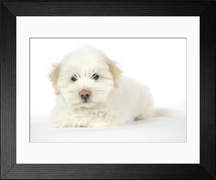 Framed Print : DOG. Coton de Tulear puppy ( 8 wks old ) Framed Print : DOG. Coton de Tulear puppy ( 8 wks old )