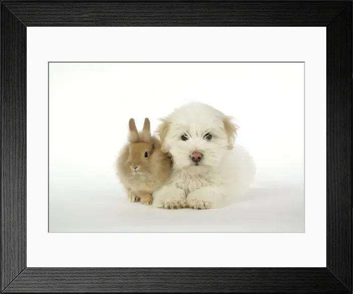 Framed Print : DOG & RABBIT. Coton de Tulear puppy ( 8 wks old ) with lion head rabiit ( 6 wks old )