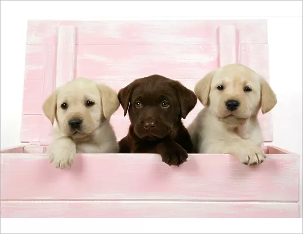 DOG. Labrador retriever puppies in a wooden box