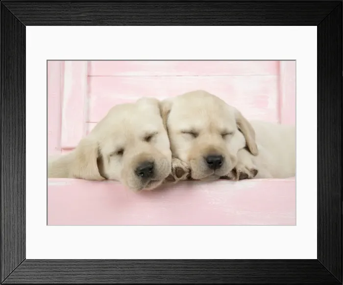 Framed Print : DOG. Labrador retriever puppies asleep in a wooden box Framed Print : DOG. Labrador retriever puppies asleep in a wooden box