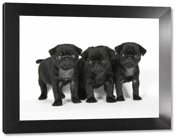 DOG. Three black pug puppies (6 weeks old)