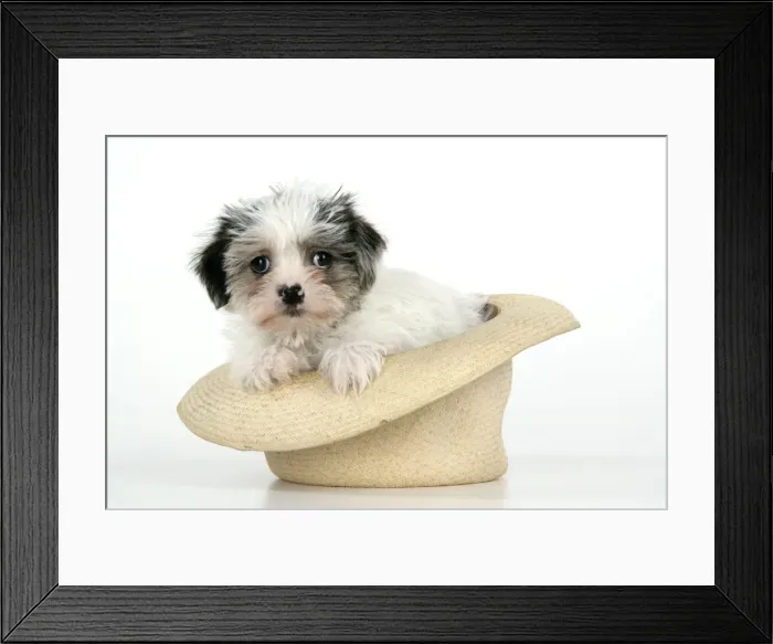 Framed Print : Dog. Lhasa Apso cross puppy (7 weeks old) in hat Framed Print : Dog. Lhasa Apso cross puppy (7 weeks old) in hat