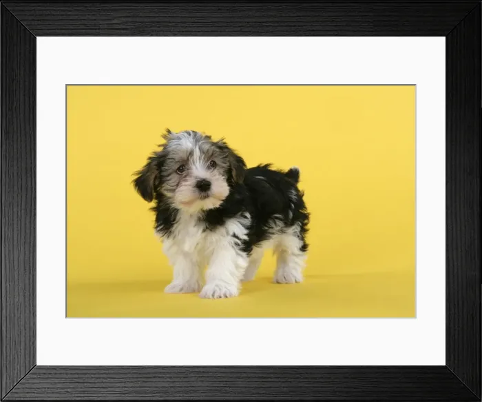 Framed Print : Dog. Lhasa Apso cross puppy (7 weeks old) Framed Print : Dog. Lhasa Apso cross puppy (7 weeks old)