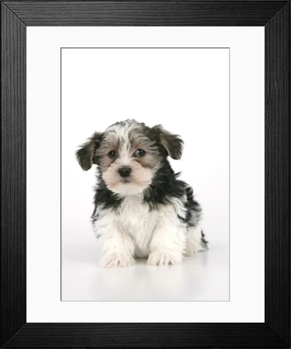 Framed Print : Dog. Lhasa Apso cross puppy (7 weeks old) sitting down Framed Print : Dog. Lhasa Apso cross puppy (7 weeks old) sitting down