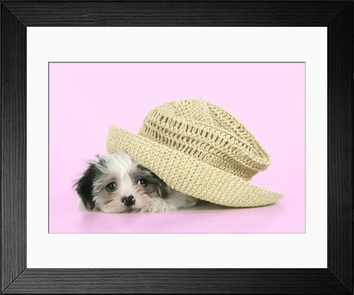 Framed Print : Dog. Lhasa Apso cross puppy (7 weeks old) under hat Framed Print : Dog. Lhasa Apso cross puppy (7 weeks old) under hat