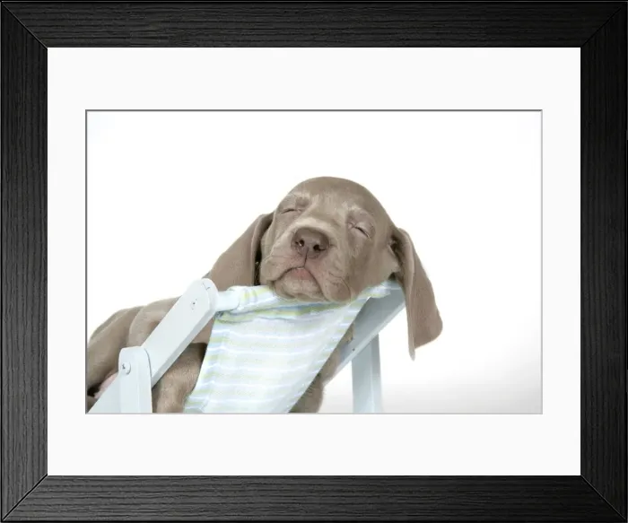 Framed Print : DOG. Weimaraner laying in deck chair Framed Print : DOG. Weimaraner laying in deck chair
