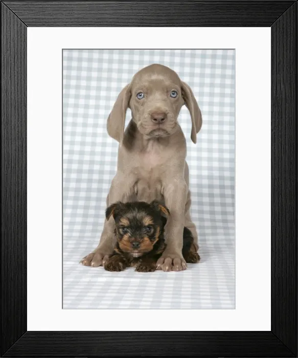 Framed Print : DOG. Weimaraner and Yorkshire terrier on blanket Framed Print : DOG. Weimaraner and Yorkshire terrier on blanket