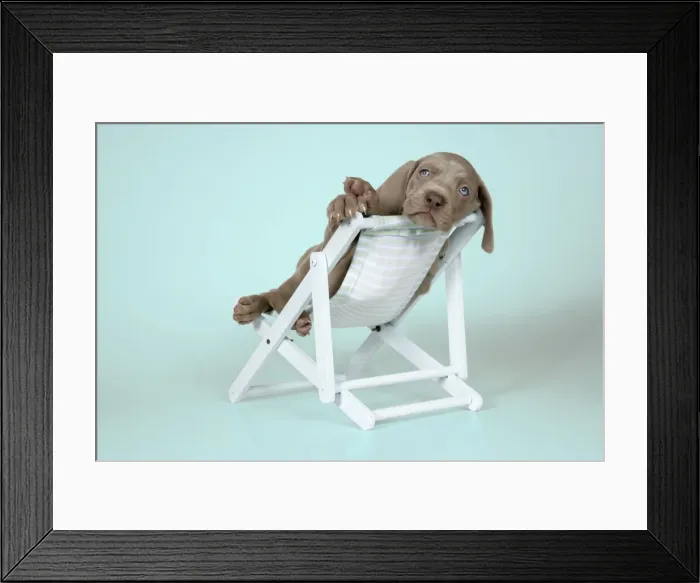 Framed Print : DOG. Weimaraner laying in deck chair Framed Print : DOG. Weimaraner laying in deck chair