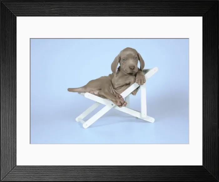 Framed Print : DOG. Weimaraner laying in deck chair Framed Print : DOG. Weimaraner laying in deck chair