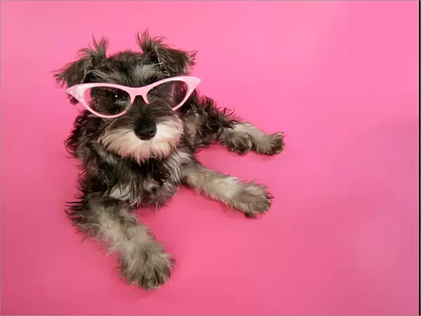 DOG. Schnauzer puppy wearing pink glasses