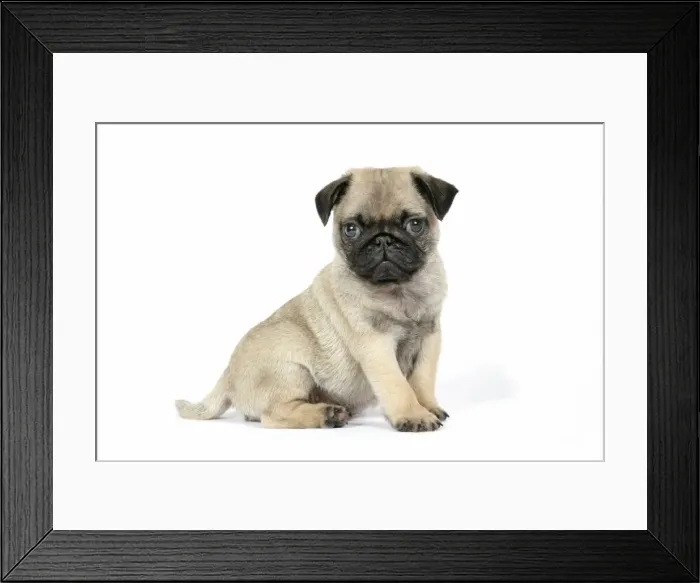 Framed Print : DOG. PUG ( fawn ) 7 week old puppy Framed Print : DOG. PUG ( fawn ) 7 week old puppy