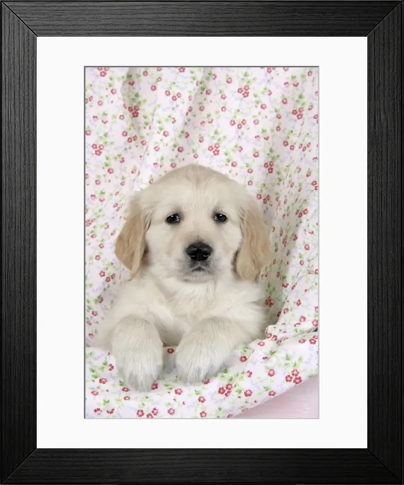 Framed Print : Dog. Golden Retriever puppy (6 weeks) with paws over floral cloth Framed Print : Dog. Golden Retriever puppy (6 weeks) with paws over floral cloth