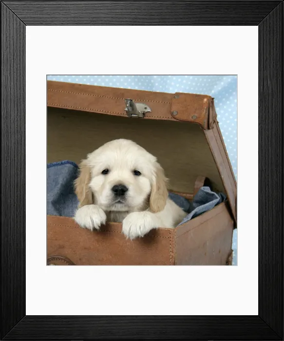 Framed Print : Dog. Golden Retriever puppy (6 weeks) in brown case Framed Print : Dog. Golden Retriever puppy (6 weeks) in brown case