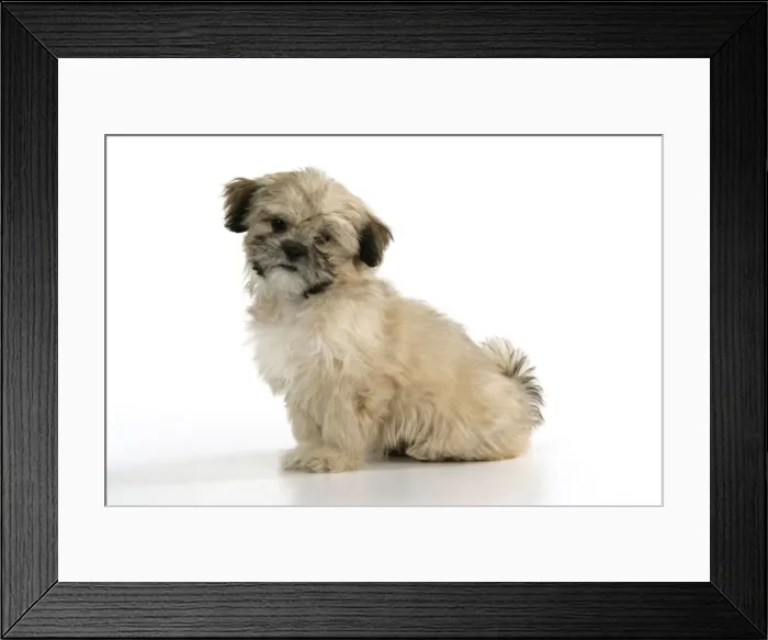 Framed Print : DOG. Lhasa Apso, cross breed puppy Framed Print : DOG. Lhasa Apso, cross breed puppy