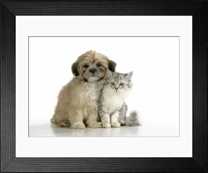 Framed Print : CAT & DOG. Tiffanie with Lhasa Apso cross puppy Framed Print : CAT & DOG. Tiffanie with Lhasa Apso cross puppy