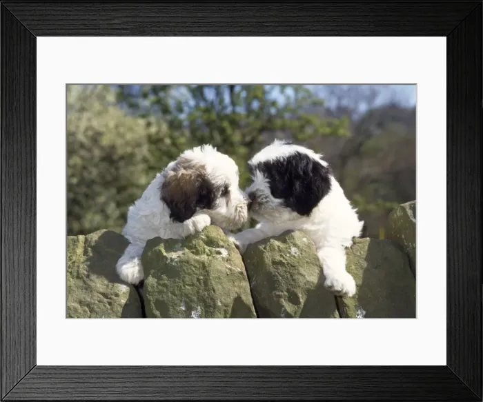 Framed Print : Polish Lowland Sheepdog - x2 puppies leaning over wall Framed Print : Polish Lowland Sheepdog - x2 puppies leaning over wall
