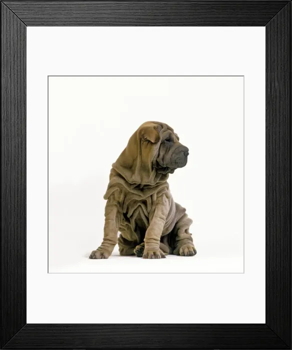 Framed Print : Sharpei Dogs - puppy Digital manipulation - removed adult Sharpei Framed Print : Sharpei Dogs - puppy Digital manipulation - removed adult Sharpei