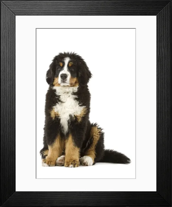 Framed Print : Bernese Mountain Dog - puppy. Also known as Berner Sennenhund or Bouvier Bernois (French) Framed Print : Bernese Mountain Dog - puppy. Also known as Berner Sennenhund or Bouvier Bernois (French)