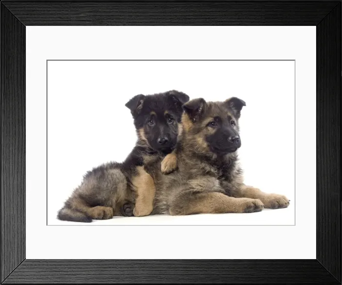 Framed Print : Dog - German Shepherd puppies Framed Print : Dog - German Shepherd puppies