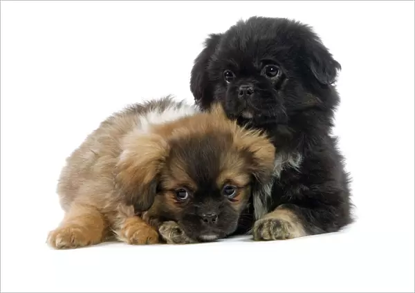 Dogs - Tibetan Spaniel puppies