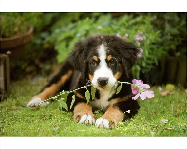 Bernese Mountain Dog - puppy lying down with flower in mouth. Also known as Berner Sennenhund