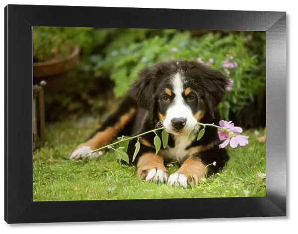 Bernese Mountain Dog - puppy lying down with flower in mouth. Also known as Berner Sennenhund