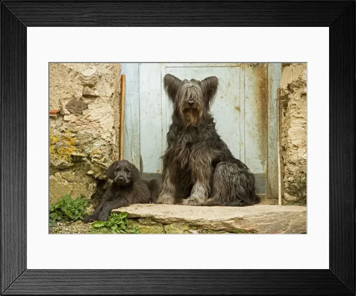 Framed Print : Dog - adult with puppy sitting outside French house Framed Print : Dog - adult with puppy sitting outside French house