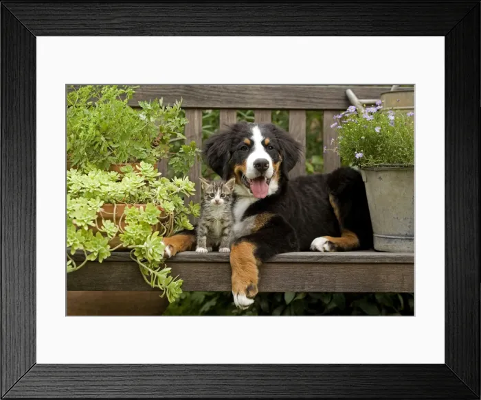 Framed Print : Dog - 3 month old Bernese Mountain Dog puppy on garden bench with 2 month old tabby kitten Framed Print : Dog - 3 month old Bernese Mountain Dog puppy on garden bench with 2 month old tabby kitten