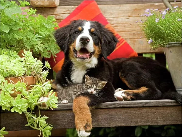 Dog - 3 month old Bernese Mountain Dog puppy on garden bench with 2 month old tabby kitten