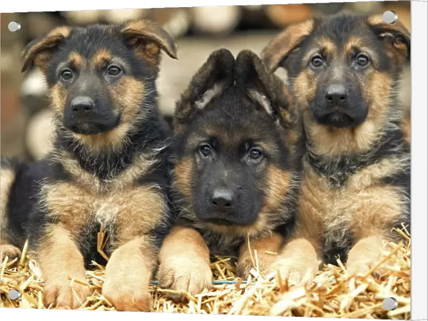 Dog - German Shepherd - three puppies