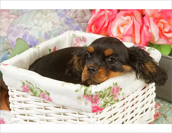Dog - Cavalier King Charles puppy lying in basket