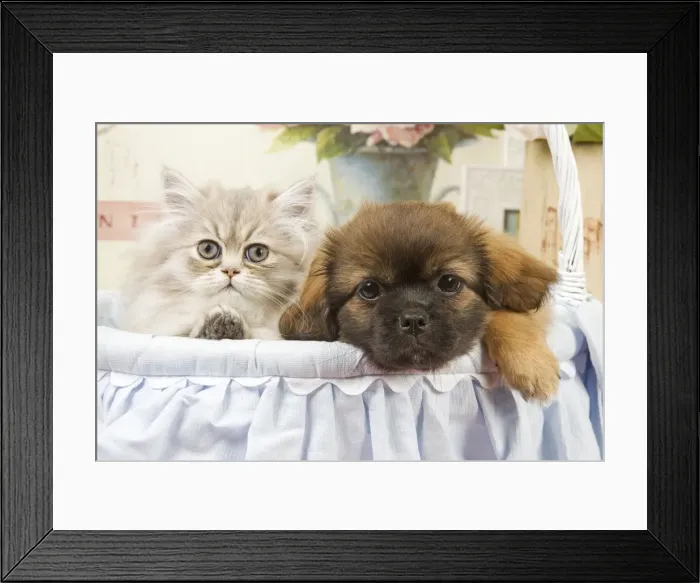 Framed Print : Persian Cat with Tibetan Terrier puppy Framed Print : Persian Cat with Tibetan Terrier puppy