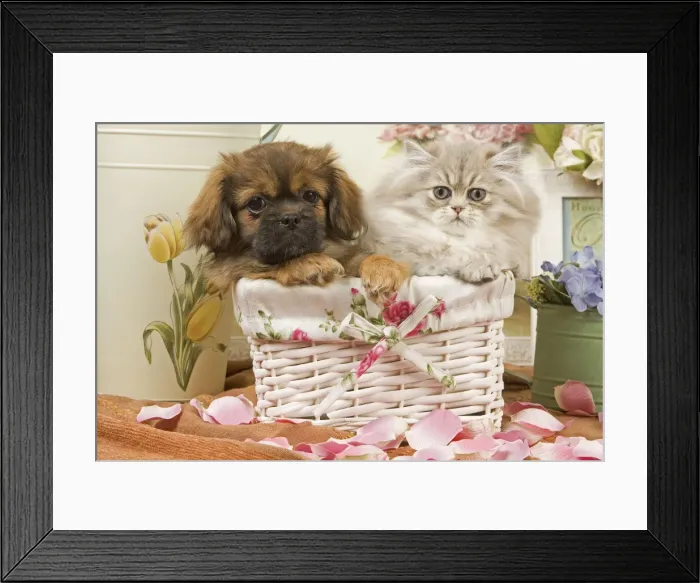 Framed Print : Persian Cat with Tibetan Terrier puppy Framed Print : Persian Cat with Tibetan Terrier puppy
