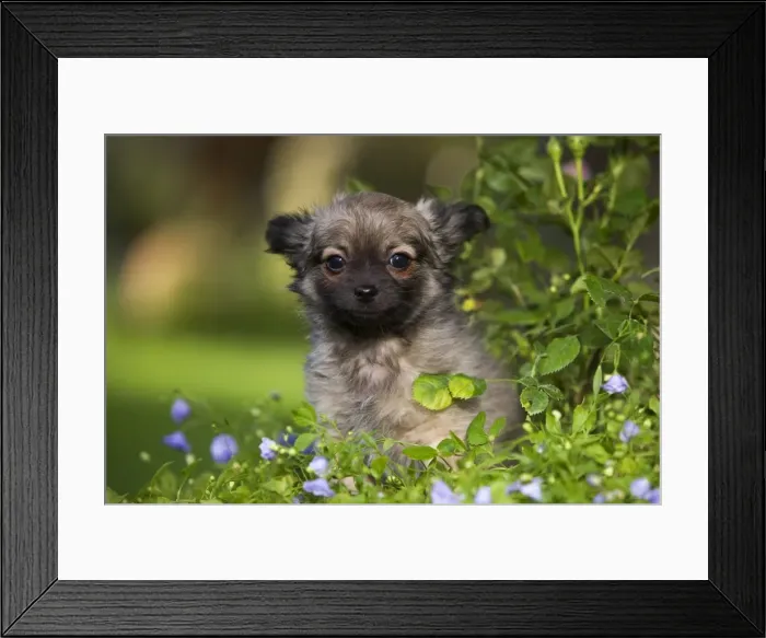 Framed Print : Dog - Tibetan Spaniel puppy in garden Framed Print : Dog - Tibetan Spaniel puppy in garden