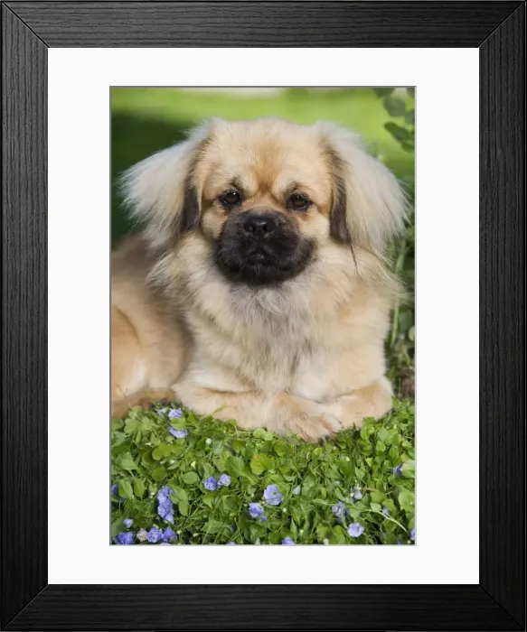 Framed Print : Dog - Tibetan Spaniel puppy in garden Framed Print : Dog - Tibetan Spaniel puppy in garden