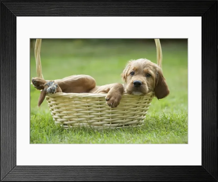 Framed Print : Irish / Red Setter - puppy in basket Framed Print : Irish / Red Setter - puppy in basket