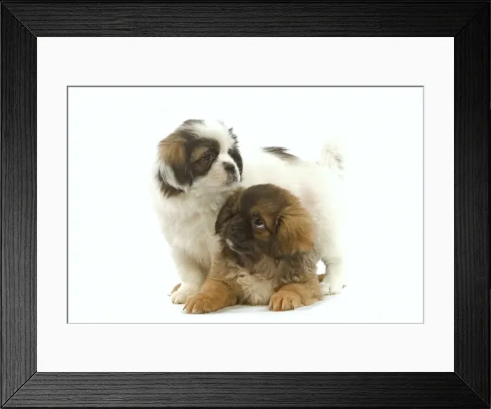 Framed Print : Dog - Tibetan Spaniel - two puppies in studio Framed Print : Dog - Tibetan Spaniel - two puppies in studio