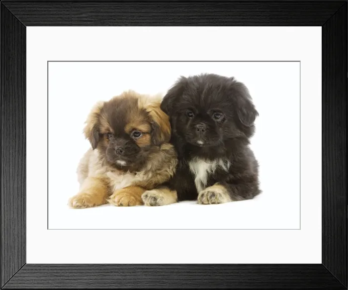 Framed Print : Dog - Tibetan Spaniel - two puppies in studio Framed Print : Dog - Tibetan Spaniel - two puppies in studio