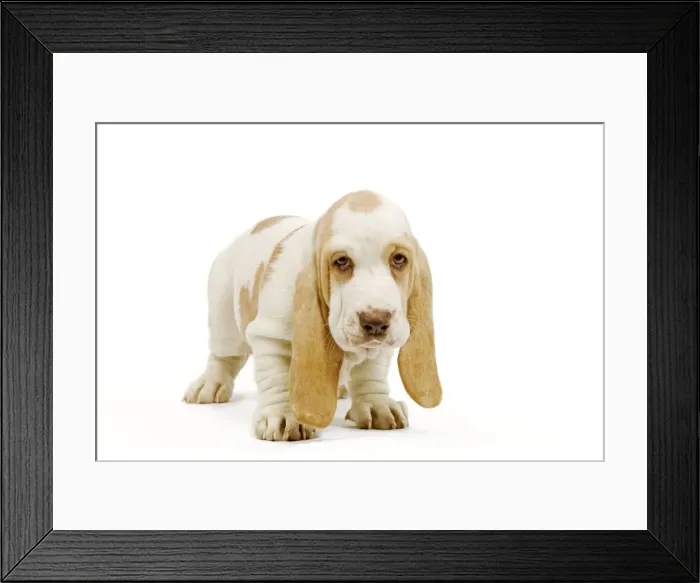 Framed Print : Dog - Basset Hound puppy in studio Framed Print : Dog - Basset Hound puppy in studio
