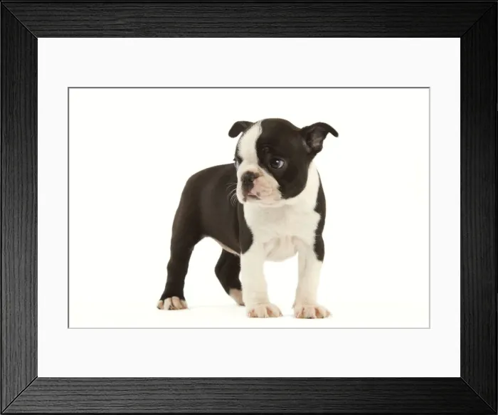 Framed Print : Dog - Boston Terrier puppy in studio Framed Print : Dog - Boston Terrier puppy in studio
