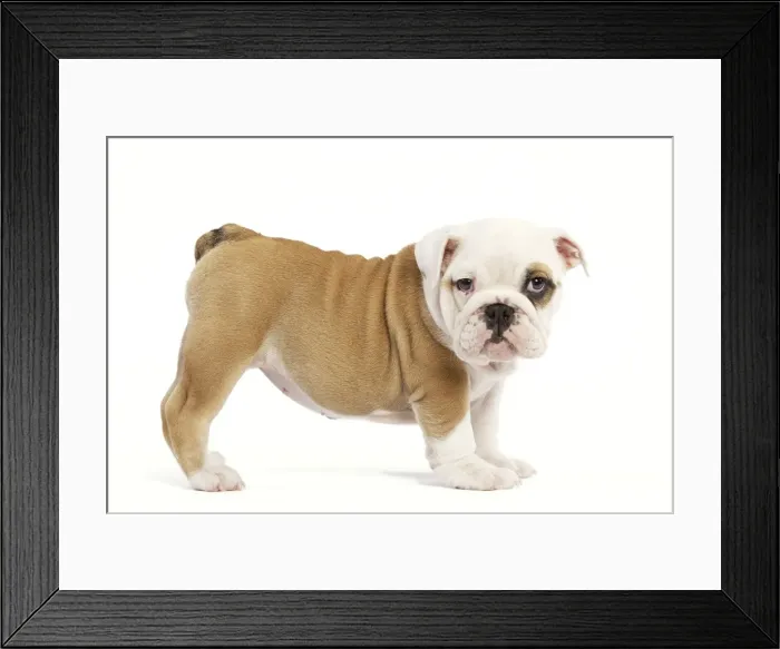 Framed Print : Dog - English Bulldog - puppy in studio Framed Print : Dog - English Bulldog - puppy in studio
