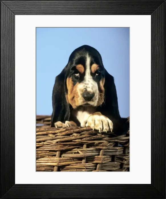 Framed Print : Dog - Basset Hound puppy in basket Framed Print : Dog - Basset Hound puppy in basket
