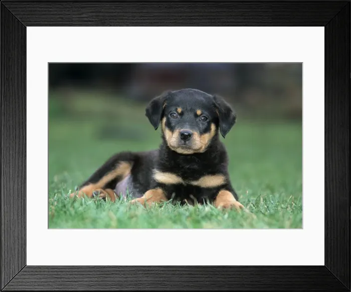 Framed Print : Dog - Rottweiler puppy lying down in grass Framed Print : Dog - Rottweiler puppy lying down in grass