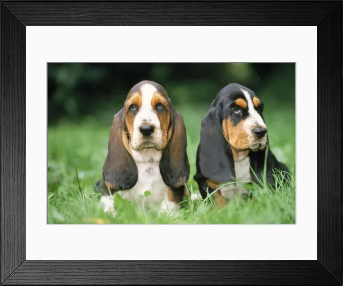 Framed Print : Basset Hound Dog - puppies x2 Framed Print : Basset Hound Dog - puppies x2