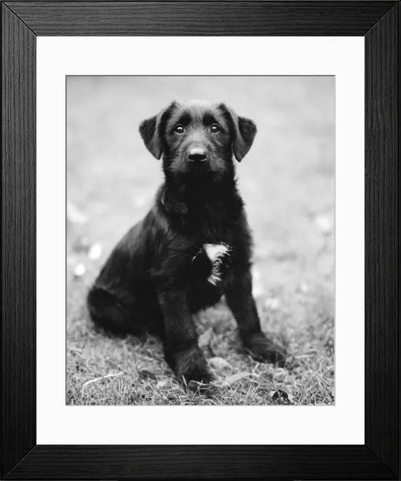 Framed Print : Dog - Sitting down in garden - Vintage feel Framed Print : Dog - Sitting down in garden - Vintage feel