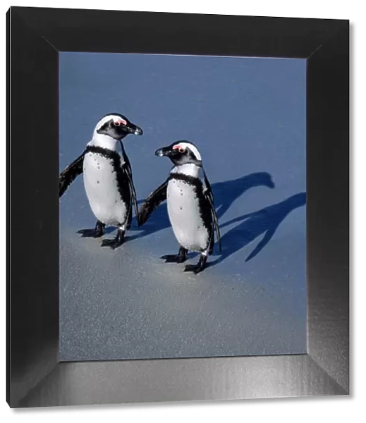 Jackass Penguin South Africa. Digital manipulation - added Penguin