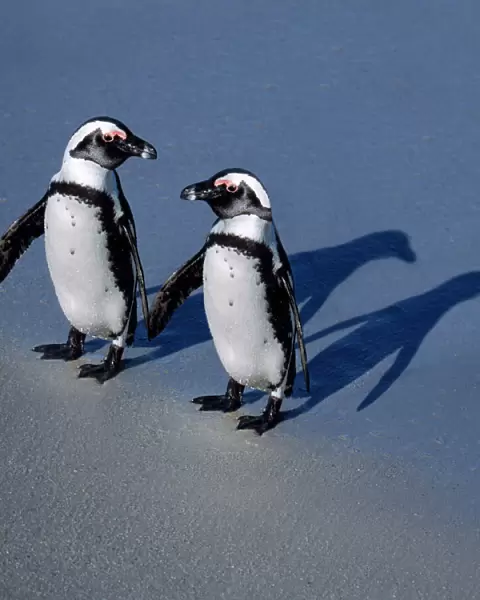 Jackass Penguin South Africa. Digital manipulation - added Penguin