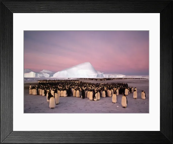 Framed Print : GRB0946d. AUS-840. Emperor penguin - colony in winter. Framed Print : GRB0946d. AUS-840. Emperor penguin - colony in winter.