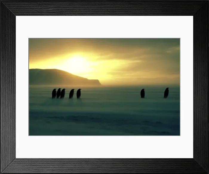 Framed Print : Emperor penguin - on sea ice during autumn Framed Print : Emperor penguin - on sea ice during autumn